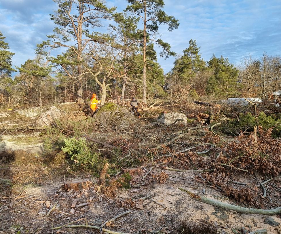 January 22 - Removing trees